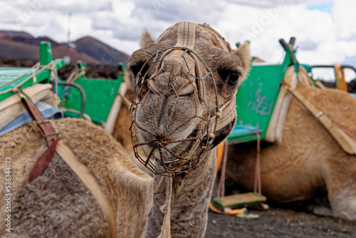 Closeup of camel - National Park of Timanfaya - Lanzarote Spain © adfoto