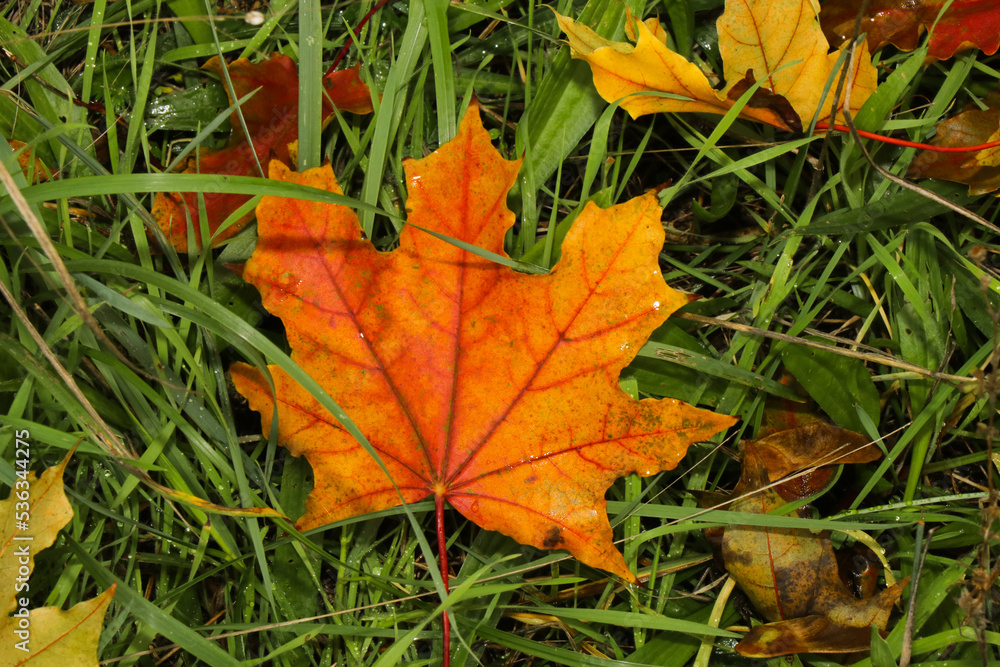 Red and yellow maple leaves in green grass. Autumn leaf fall in the park Red and yellow maple leaves in green grass. Autumn leaf fall in the park