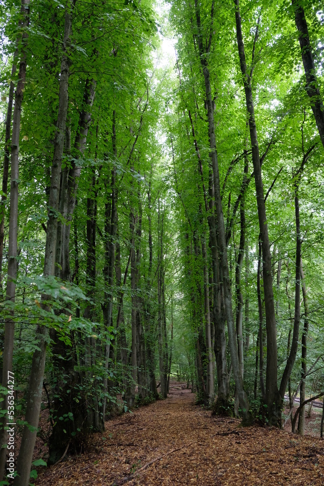 FU 2021-08-08 WanderHonLinz 222 Neben dem Waldweg wachen die Bäume markant in einer Reihne