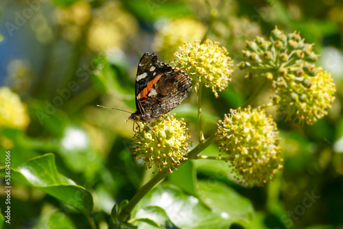 Red admiral butterfly (Vanessa Atalanta) with closed wings perched on hedge (hedera helix) in Zurich, Switzerland