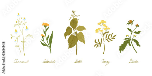 Set of wild field herbs with names written in lettering. Chamomile, calendula, nettle, tansy, bidens.