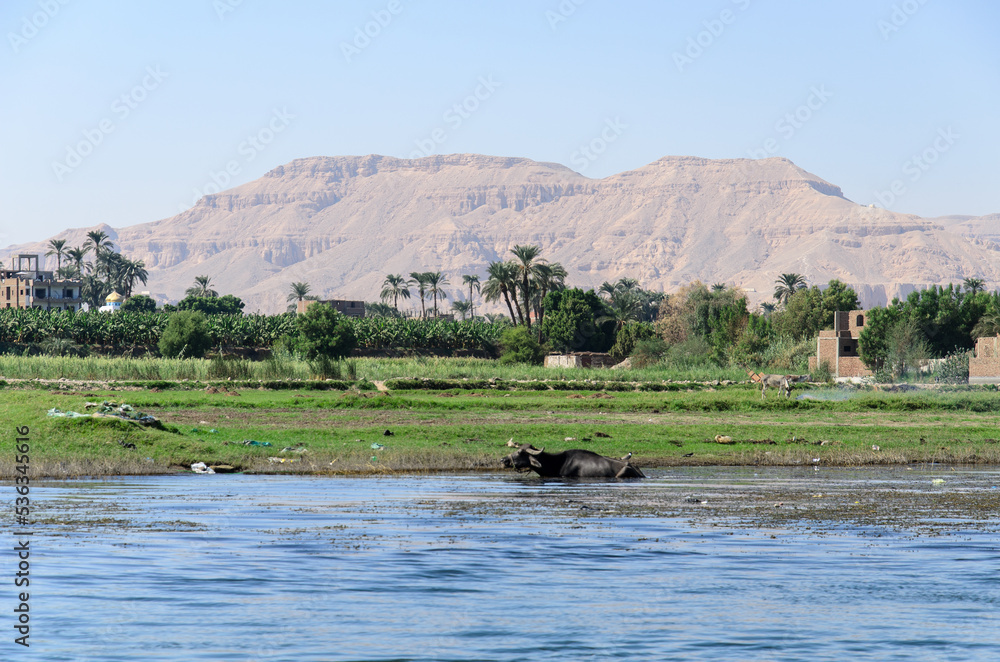 buffalo in the nile river, the valley of the kings and the city of luxor in a sunny summer afternoon