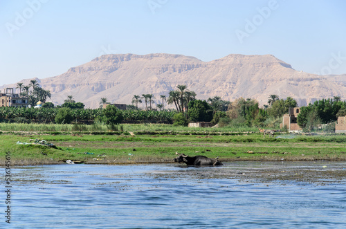 Obraz na płótnie buffalo in the nile river, the valley of the kings and the city of luxor in a sunny summer afternoon w salonie