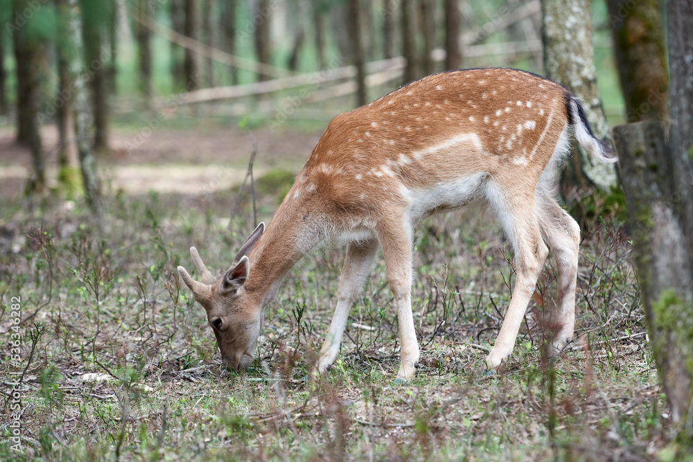 European fallow deer (Dama dama) in the forest. Wild deer stands among the trees
