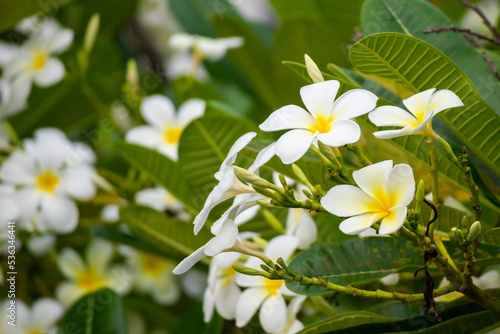 White Frangipani flower Plumeria alba with green leaves