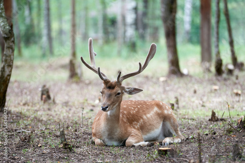 European fallow deer  Dama dama  with big horns in the forest. Wild deer lies among the trees