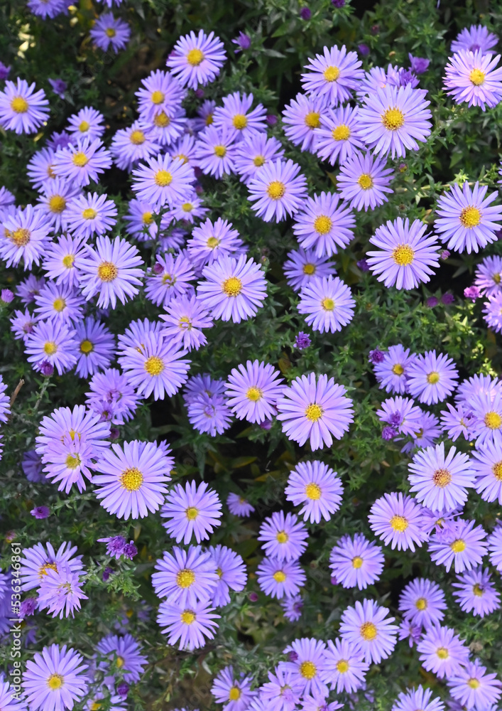 Beautiful close-up of aster amellus flowers Beautiful close-up of aster amellus flowers