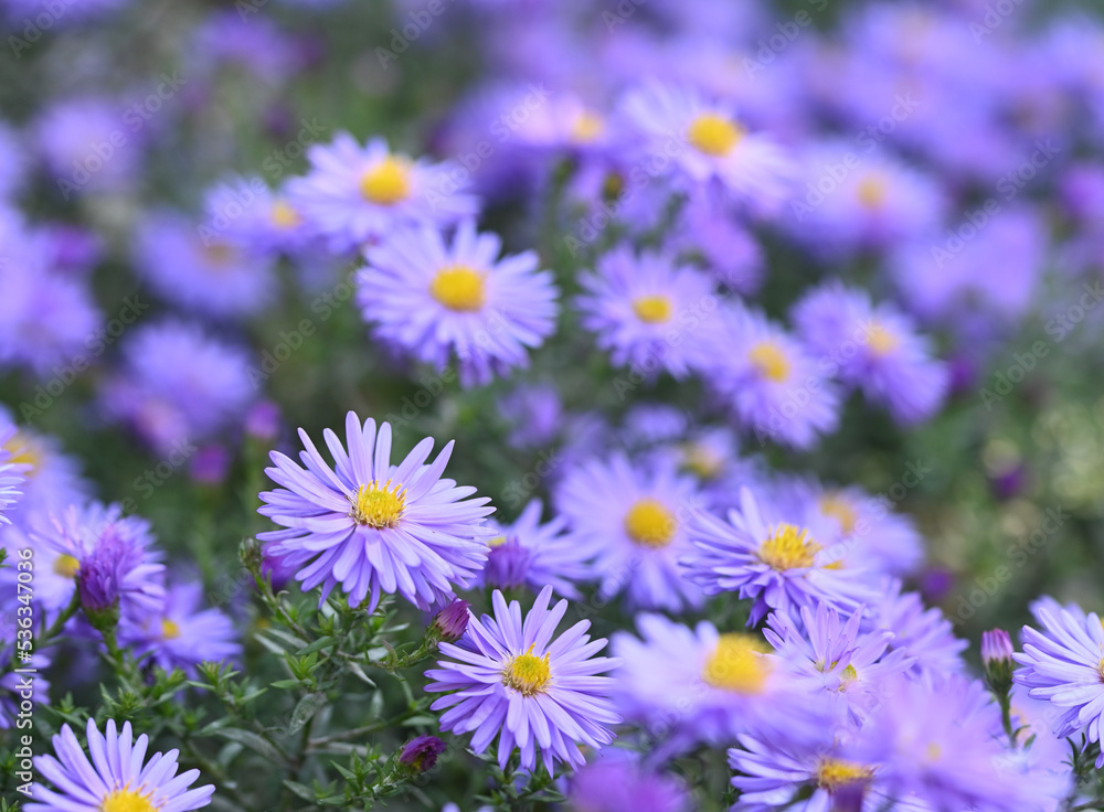 Beautiful close-up of an aster amellus flower Beautiful close-up of an aster amellus flower