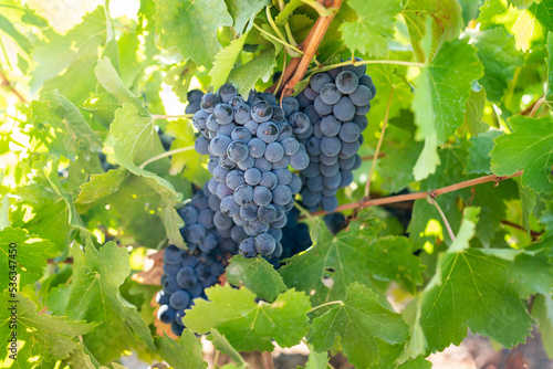 Closeup of a bunch of red grapes in a vineyard. photo