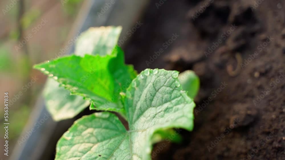 A young sprout of cucumbers grows in the soil close-up on a blurred background. Leaves in drops of water on a garden bed. Camera rotation. Growing natural vegetables. Beginning of the gardening season A young sprout of cucumbers grows in the soil close-up on a blurred background. Leaves in drops of water on a garden bed. Camera rotation. Growing natural vegetables. Beginning of the gardening season