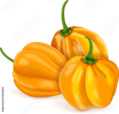 Group of yellow habanero chili peppers. Capsicum chinense. Heat chili pepper. Fresh organic vegetables. Vector illustration isolated on white background.