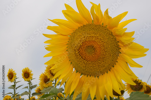 one sunflower