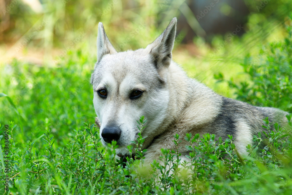 Siberian Husky breed dog guards the house on a summer day Siberian Husky breed dog guards the house on a summer day