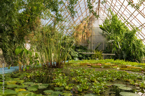 Tropical greenhouse or glasshouse with evergreen plants  exotic palms  ferns in a sunny day with beautiful light. Various palms in botanical garden.