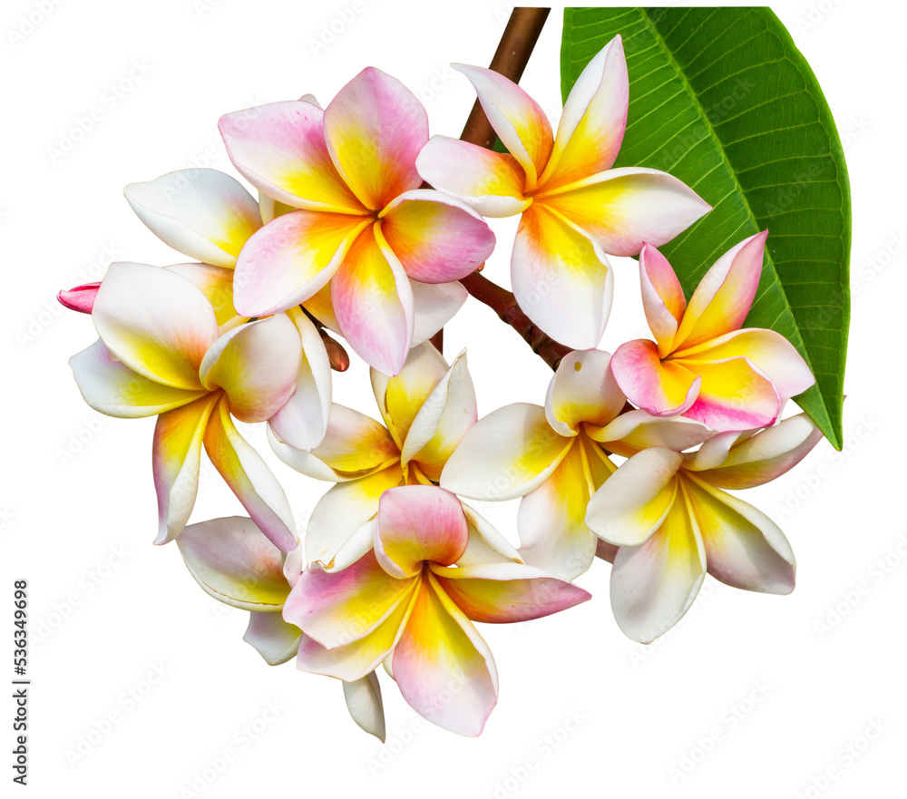 frangipani flower isolate and save as to PNG file