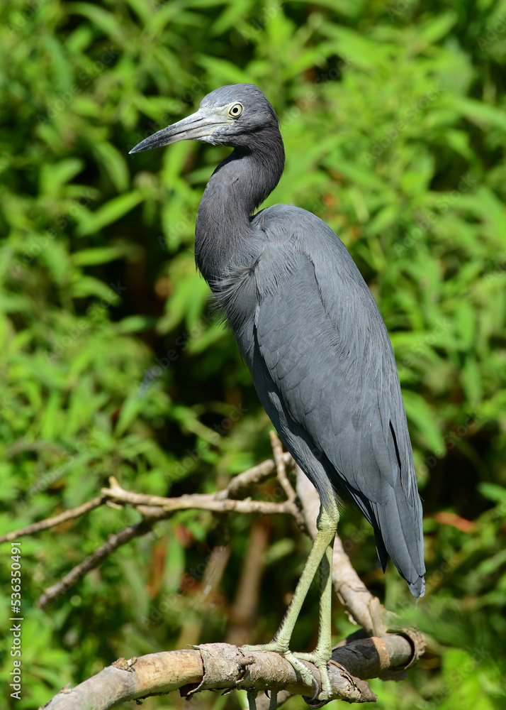 Fototapeta premium Great Blue Heron