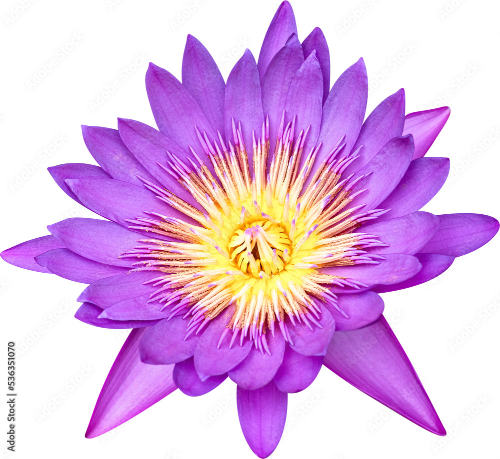 lotus, blooming purple lotus, water lily