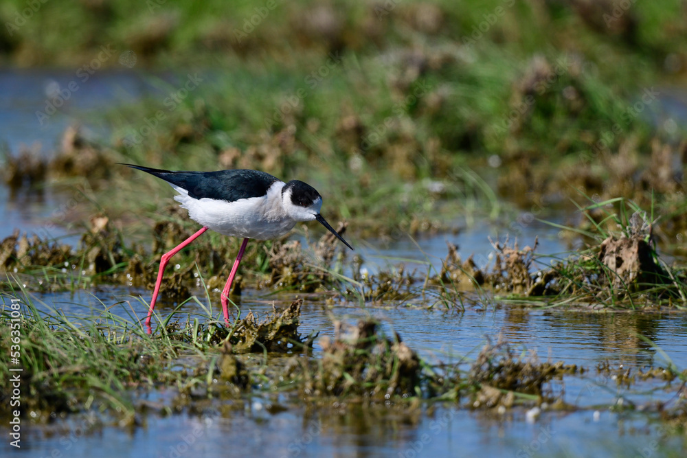 Obraz premium Black-winged Stilt // Stelzenläufer (Himantopus himantopus) - Greece