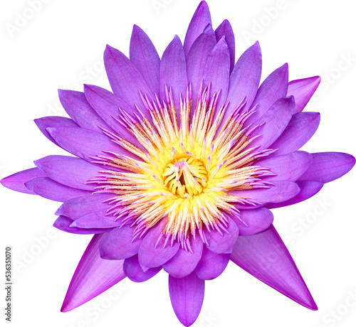 lotus  blooming purple lotus  water lily