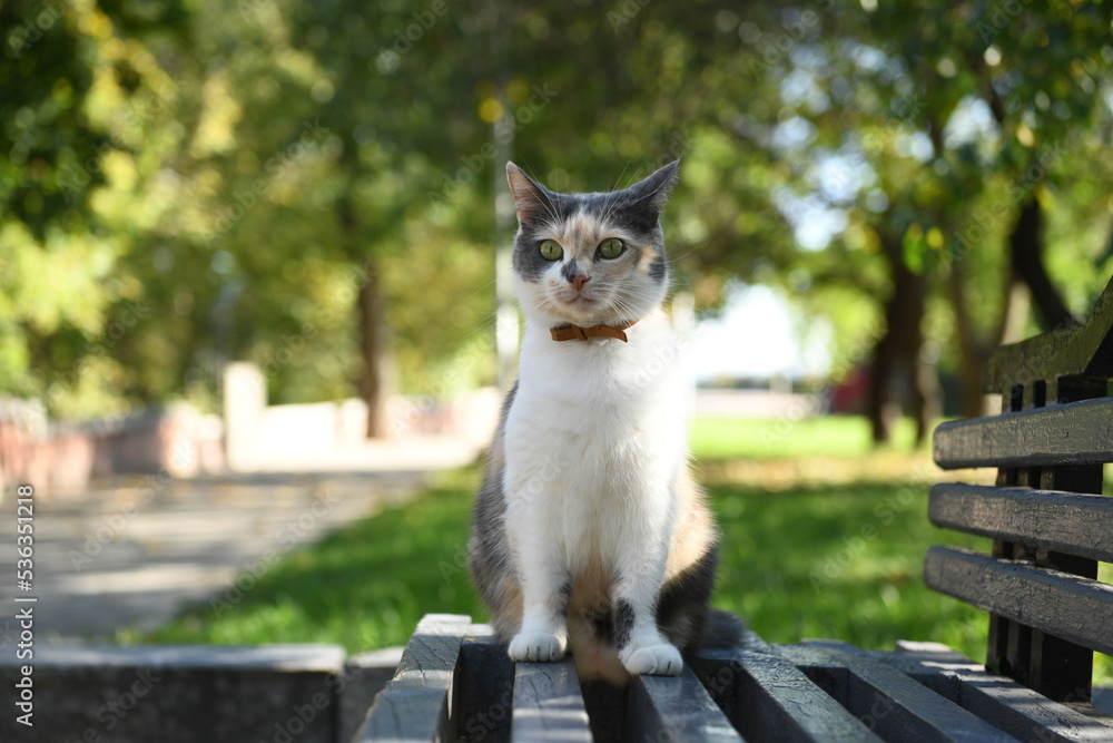 Cute cat on the bench
Cute cat on the bench