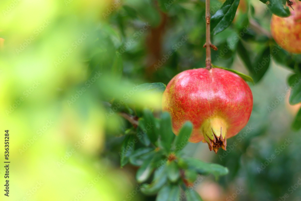 Fresh pomegranate on the tree. Selective focus. Fresh pomegranate on the tree. Selective focus.