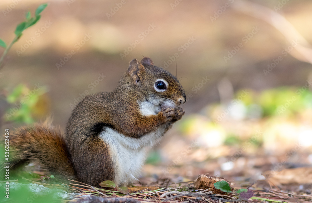 American Red Squirrel, Tamiasciurus hudsonicus, closeup in fall American Red Squirrel, Tamiasciurus hudsonicus, closeup in fall