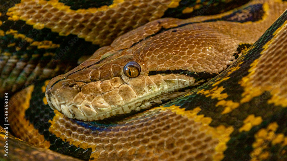 python close up