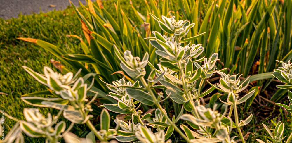 closeup of a grass closeup of a grass