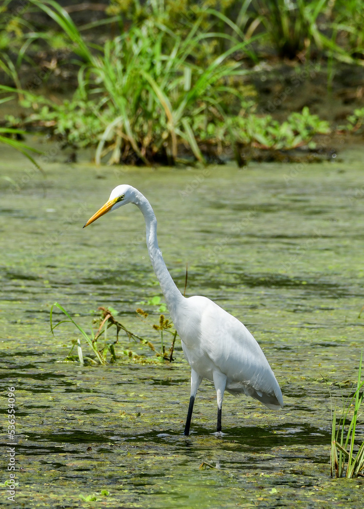 Obraz premium Egret