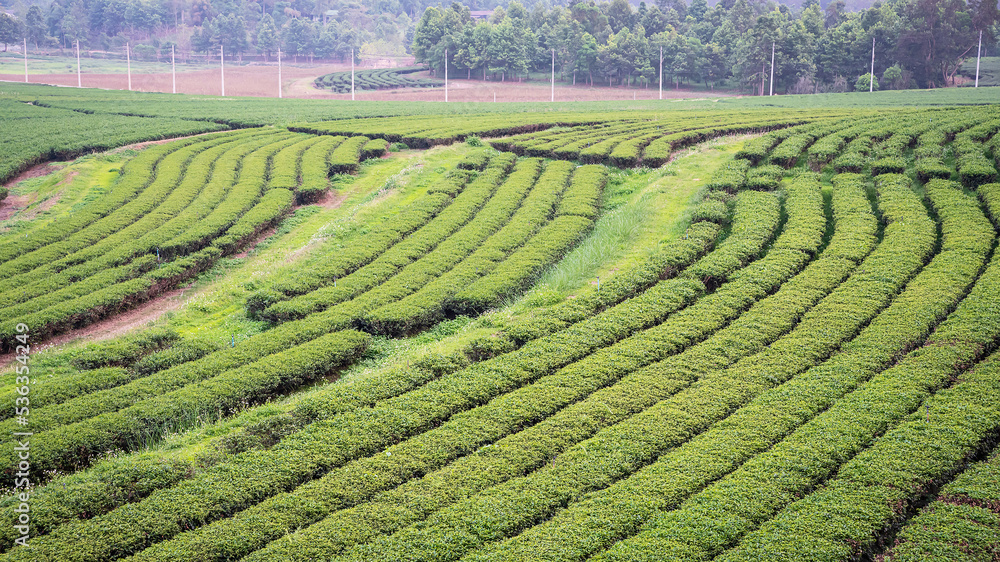 Green tea plantation landscape, Doi Mae Salong, Chiang Rai, Thailand