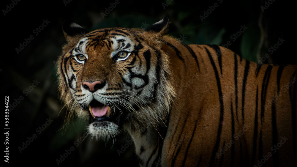Tigers foraging in the forest at night It is the habit of mammals. Tigers foraging in the forest at night It is the habit of mammals.