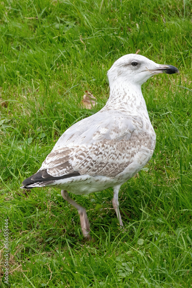seagull on grass with green background seagull on grass with green background