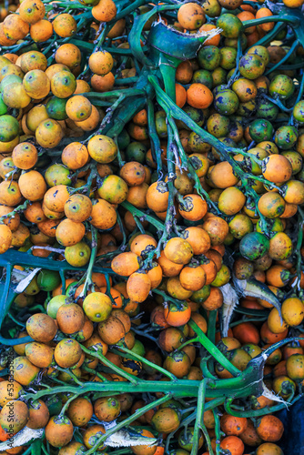 Orange betel nuts or Areca catechu nut fruit bunches in its palm tree. Betel nut is the seed of the fruit of the areca palm. Areca nut aka betel nut at a market for sale.