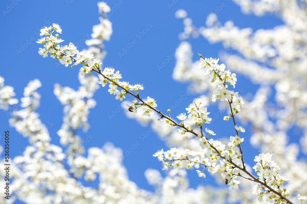 White flowers bloom in the trees. Spring landscape with blooming sakura tree. Beautiful blooming garden on a sunny day. Copy space for text. White flowers bloom in the trees. Spring landscape with blooming sakura tree. Beautiful blooming garden on a sunny day. Copy space for text.