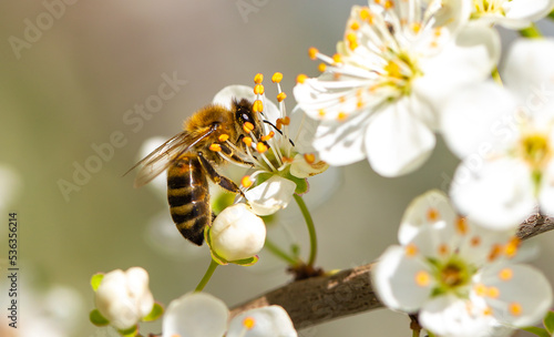 Bee on a flower of the white cherry blossoms. White flowers bloom in the trees. Spring landscape with blooming sakura tree. Beautiful blooming garden on a sunny day. Copy space for text.