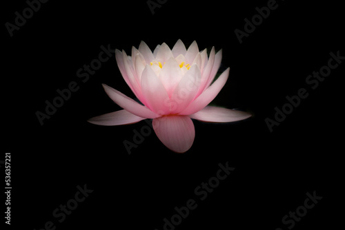 lotus flower. Loto .Nelumbo nucifera.