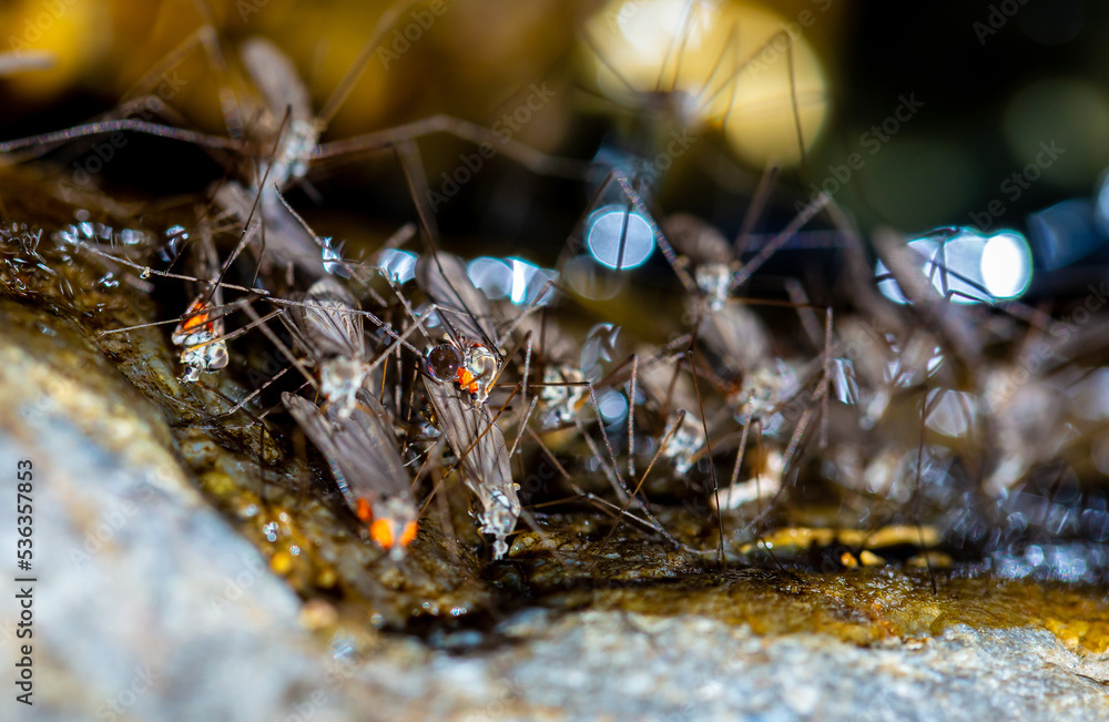 Swarm of mosquitoes on the background of the lake. A flock of mosquitoes near ponds. Swarm of mosquitoes on the background of the lake. A flock of mosquitoes near ponds.