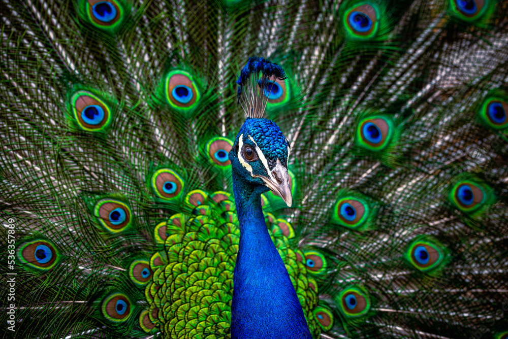 Obraz premium peacock with open feathers, peacock background