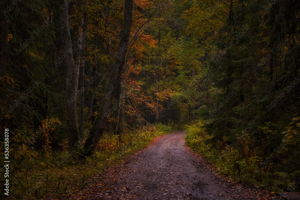Naklejka premium Road in dark colorful autumn forest in the evening