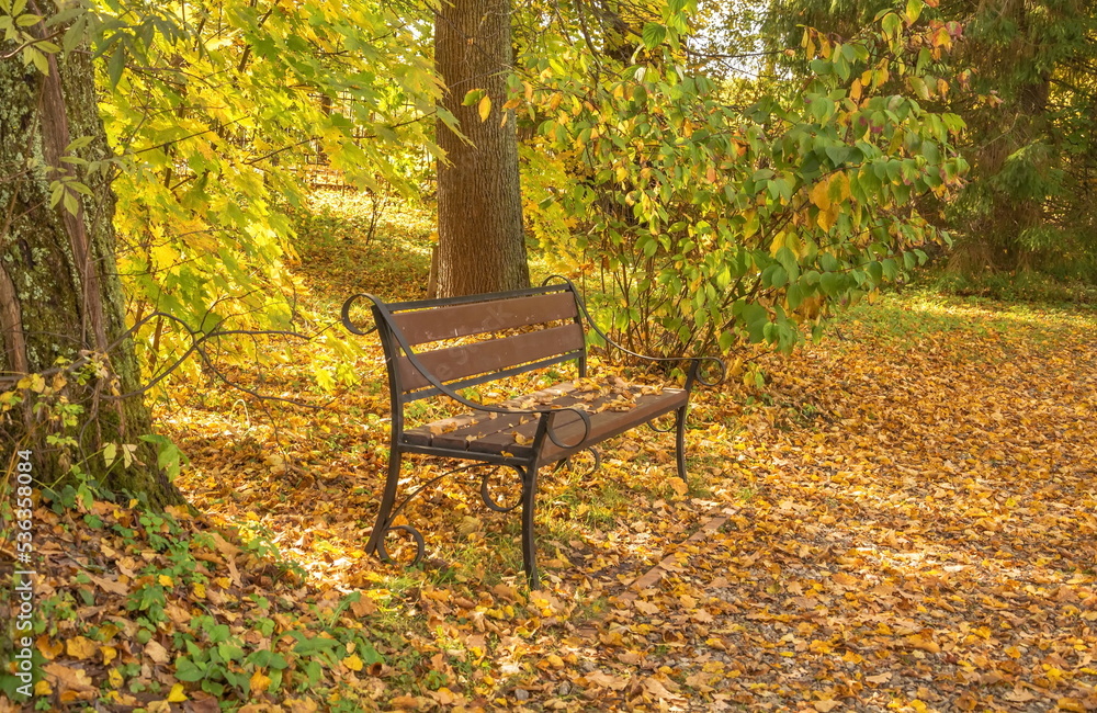 Bench in an autumn park with yellow fallen leaves