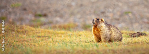 Canvas Print The marmot sits in the grass in the mountains, looks to the side, as if reading your text, studying, showing curiosity, interest