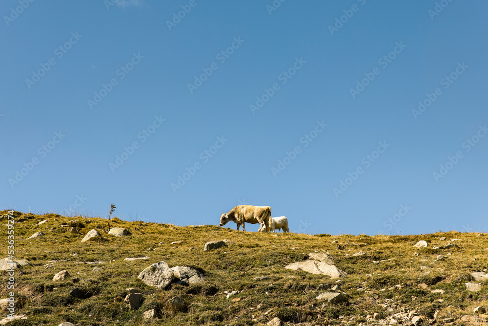 Cows grazing freely in a meadow on a mountain