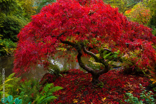 Photography Vibrant, red leaves on a Japanese maple at Kubota Garden in Seattle