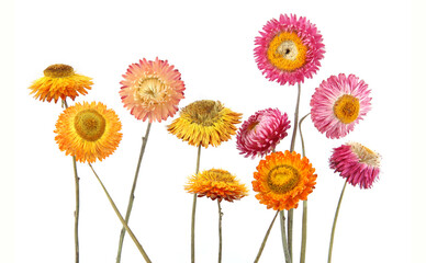 Dried strawflowers  isolated on white background. Colorfull garden flowers everlasting daisies Xerochrysum bracteatum.