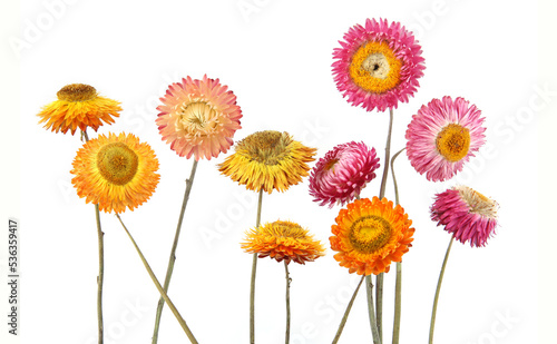 Dried strawflowers  isolated on white background. Colorfull garden flowers everlasting daisies Xerochrysum bracteatum.