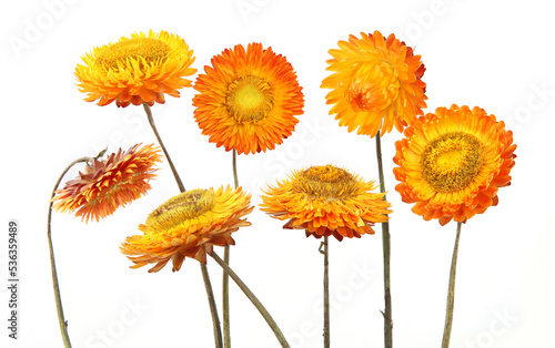 Tableau sur toile Dried strawflowers  isolated on white background