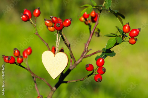 Drewniane serce wiszące na krzewie dzikiej róży z owocami photo