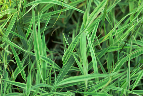 Photo abstract background green striped grass sedge
