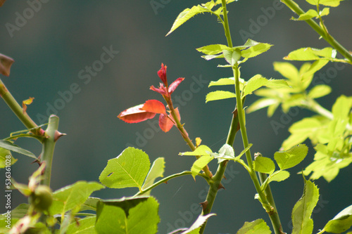 Closeup of rose red new leaves with selective focus on foreground