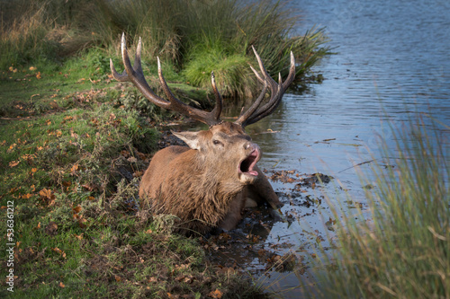 Canvas-taulu Deer stag wollowing in the mud